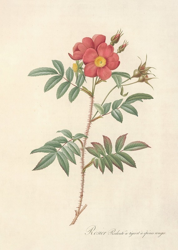 Rosa Redutea Rubescens by Pierre-Joseph Redouté, 1817 - 1824 — digital art print download