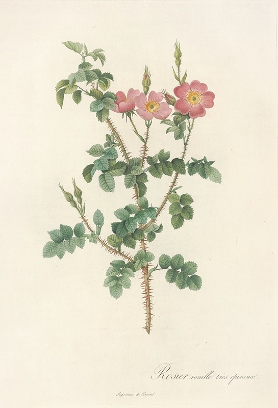 Rosa Rubiginosa Aculeatissima by Pierre-Joseph Redouté, 1817 - 1824 — digital art print download