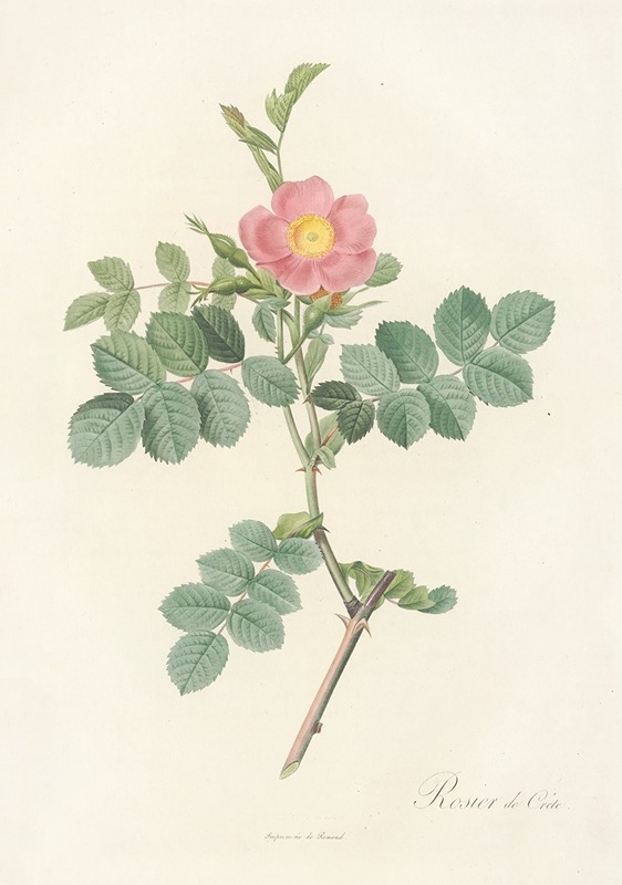 Rosa Rubiginosa Cretica — Pierre-Joseph Redouté
