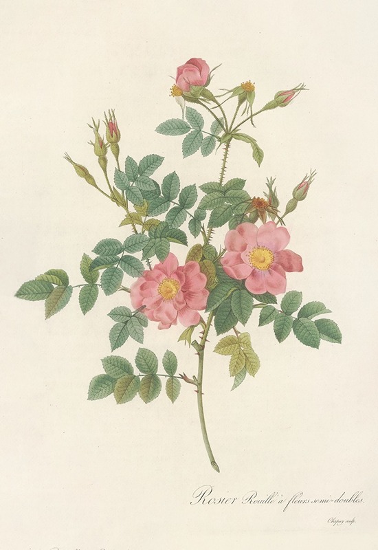Rosa Rubiginosa Flore Semi-Pleno — Pierre-Joseph Redouté