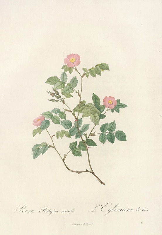 Rosa Rubiginosa Nemoralis — Pierre-Joseph Redouté