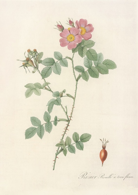 Rosa Rubiginosa Triflora by Pierre-Joseph Redouté, 1817 - 1824 — digital art print download