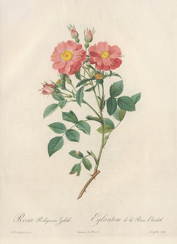Rosa Rubiginosa Zabeth by Pierre-Joseph Redouté, 1817 - 1824 — digital art print download