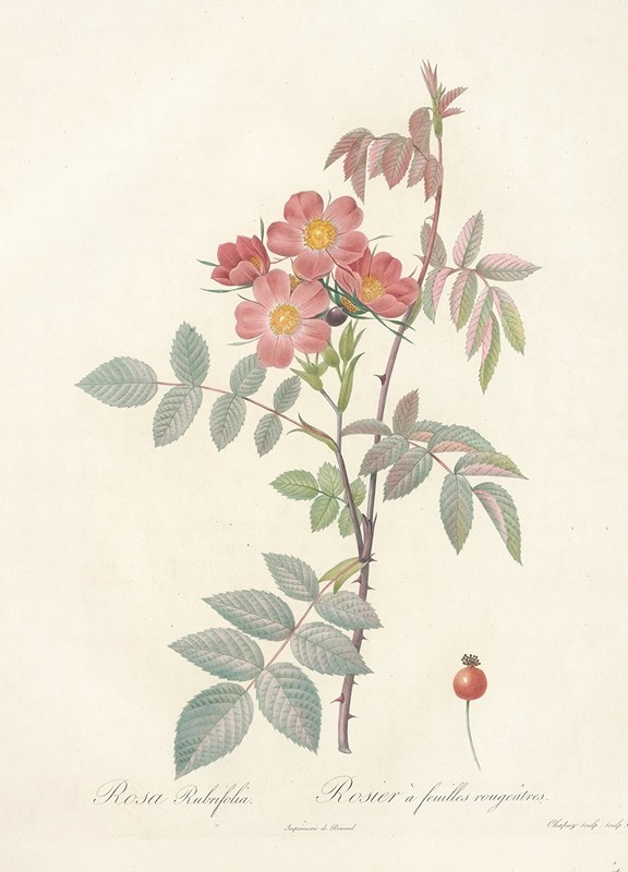 Rosa Rubrifolia by Pierre-Joseph Redouté, 1817 - 1824 — digital art print download