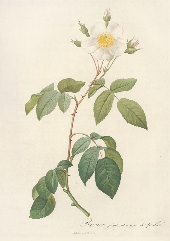 Rosa Sempervirens Latifolia by Pierre-Joseph Redouté, 1817 - 1824 — digital art print download