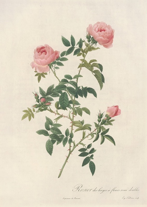 Rosa Sepium Flore Submultiplici — Pierre-Joseph Redouté