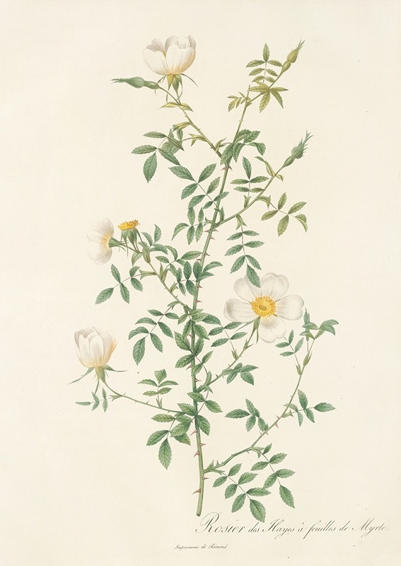Rosa Sepium Myrti Folia by Pierre-Joseph Redouté, 1817 - 1824 — digital art print download