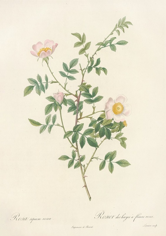 Rosa Sepium Rosea by Pierre-Joseph Redouté, 1817 - 1824 — digital art print download