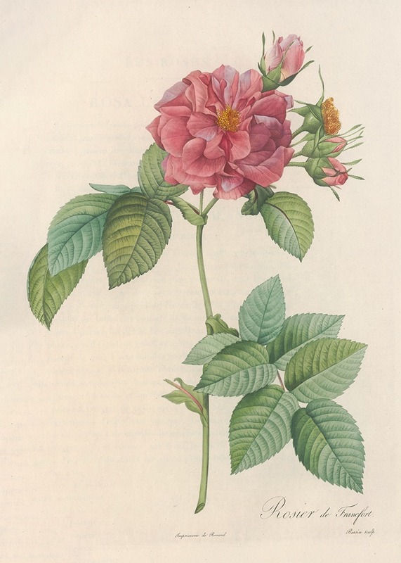 Rosa Turbinata by Pierre-Joseph Redouté, 1817 - 1824 — digital art print download