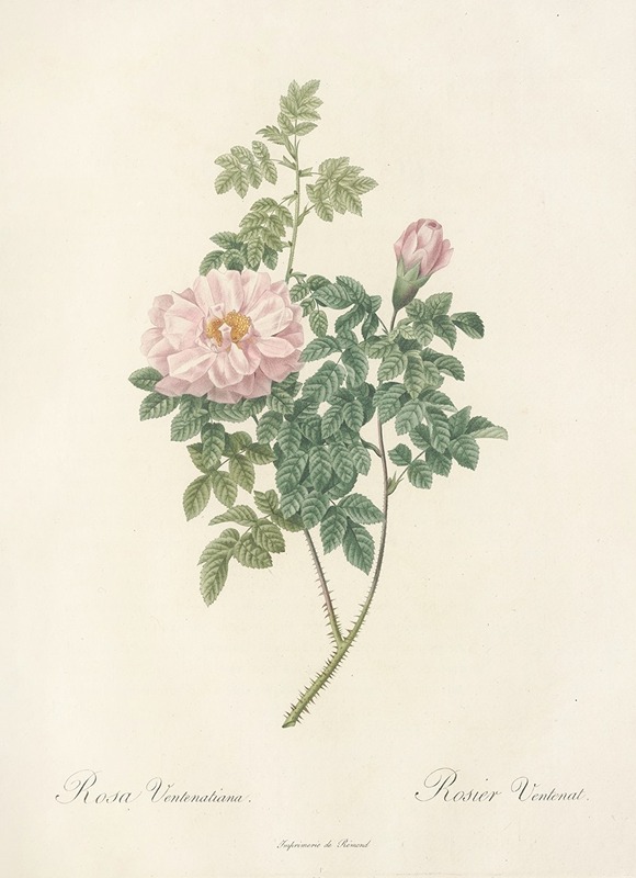 Rosa Ventenatiana by Pierre-Joseph Redouté, 1817 - 1824 — digital art print download