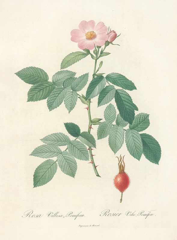 Rosa Villosa Pomifera by Pierre-Joseph Redouté, 1817 - 1824 — digital art print download