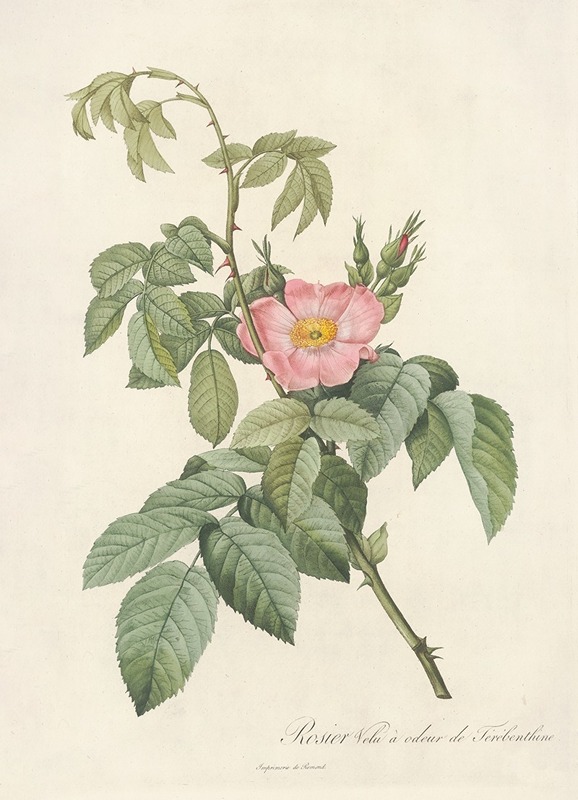 Rosa Villosa Therebenthina by Pierre-Joseph Redouté, 1817 - 1824 — digital art print download