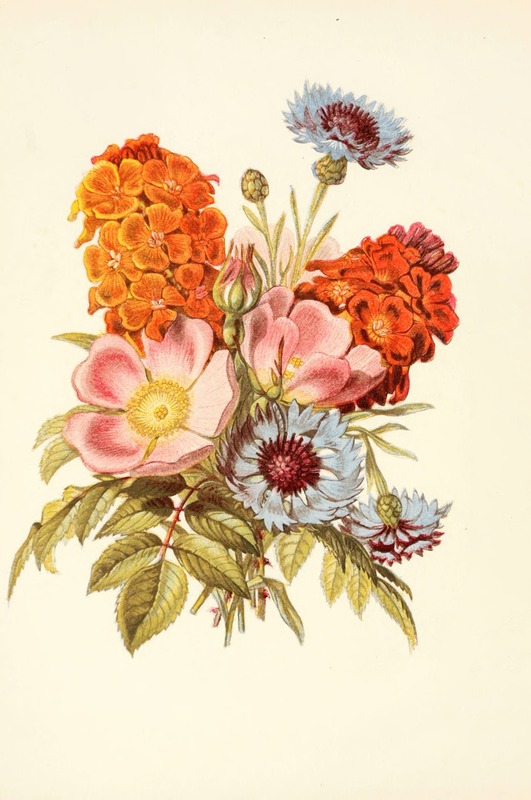 Blue Bottle, Dog Rose, Garden Anemone — Robert Tyas