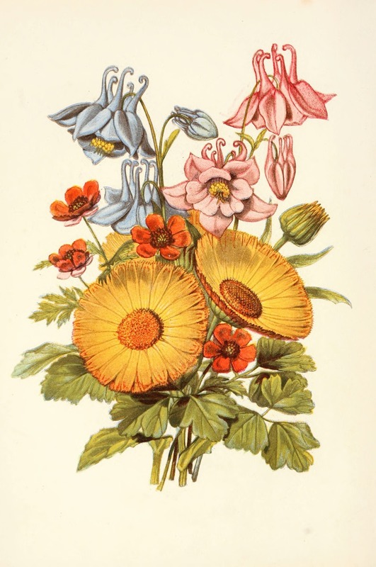 Columbine, Marigold, Pheasant's Eye by Robert Tyas, 1869 — digital art print download