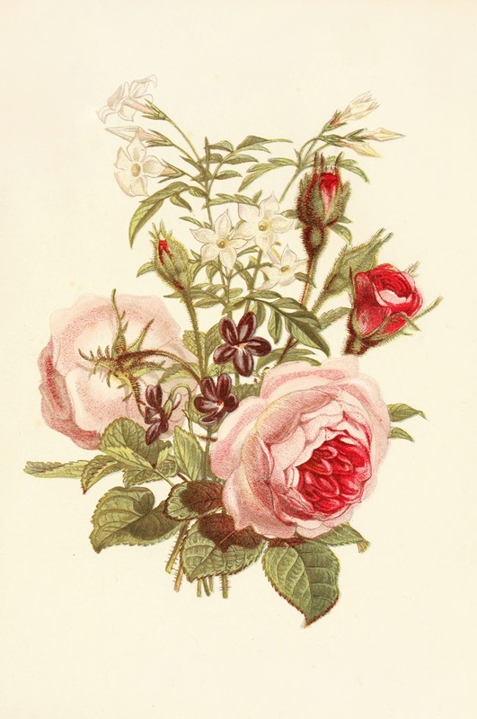 Moss Rose, Sweet-scented Violet, White Jasmine — Robert Tyas