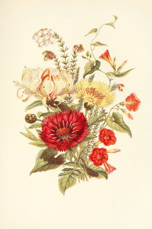 Scarlet Ipomcea, Honeysuckle, White Heath, Sweet Sultan — Robert Tyas