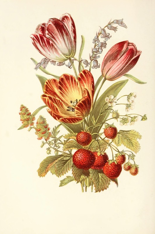Strawberry, Mignonette, Blue Bell, Tulip — Robert Tyas