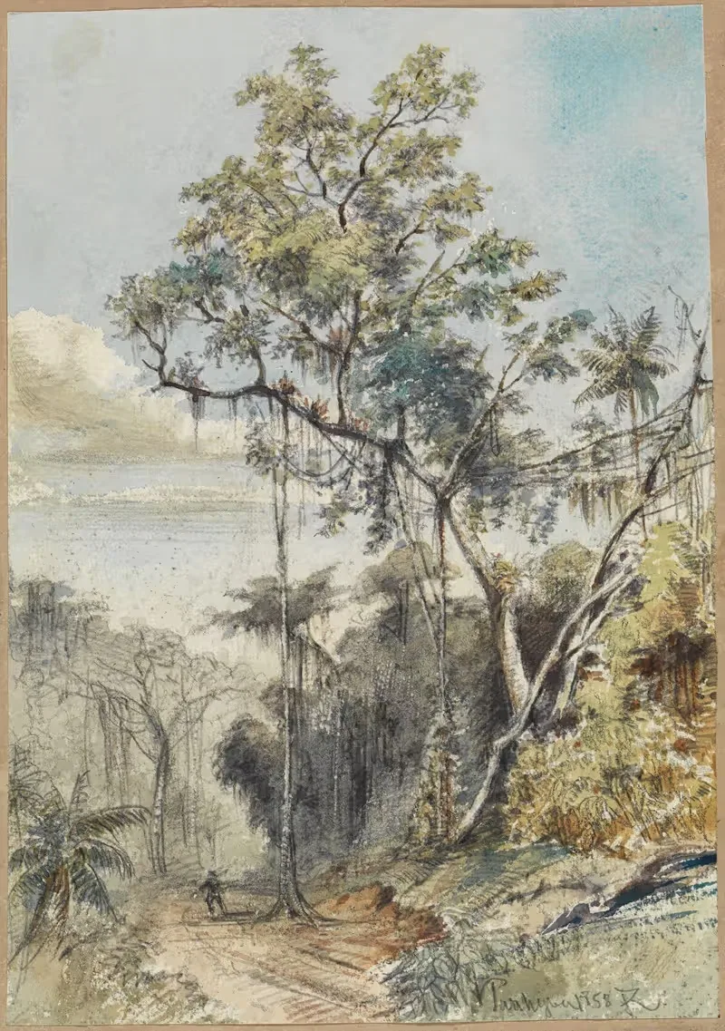 Цветное дерево в тропическом лесу у дороги by Фердинанд Келлер, 1858 — digital art print download