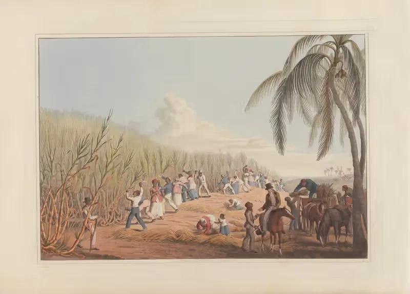 Cutting the Sugar-Cane by William A. V. Clark, 1823 — digital art print download