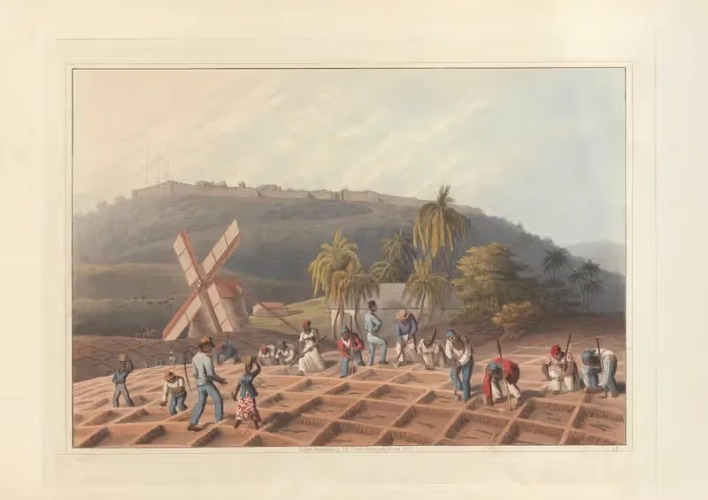 Посадка сахарного тростника by Уильям А. В. Кларк, 1823 — digital art print download