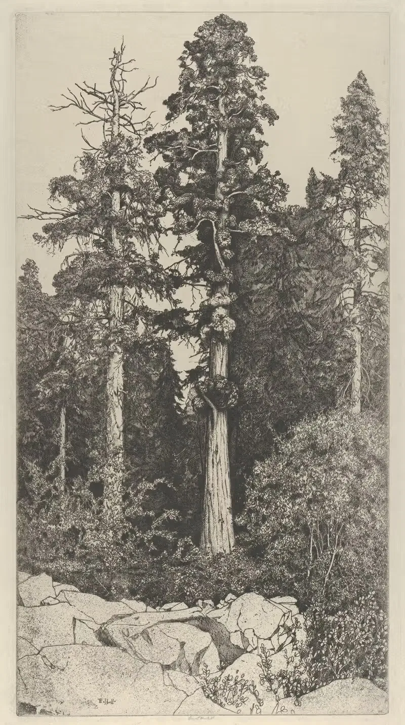 Младенец секвойя by Эрнест Хаскелл, 1915 — digital art print download