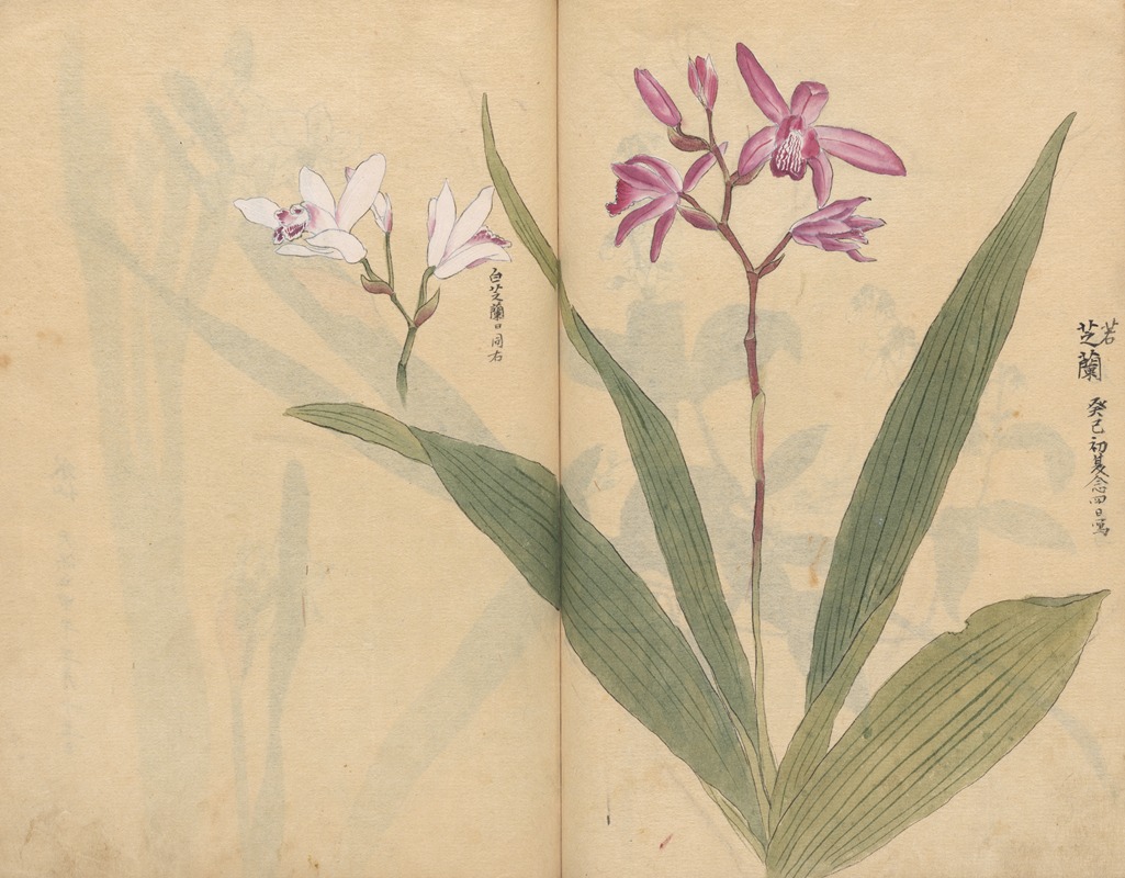 Sketchbook Pl.015 by Ariyoshi Kondo, 1826-1840 — digital art print download