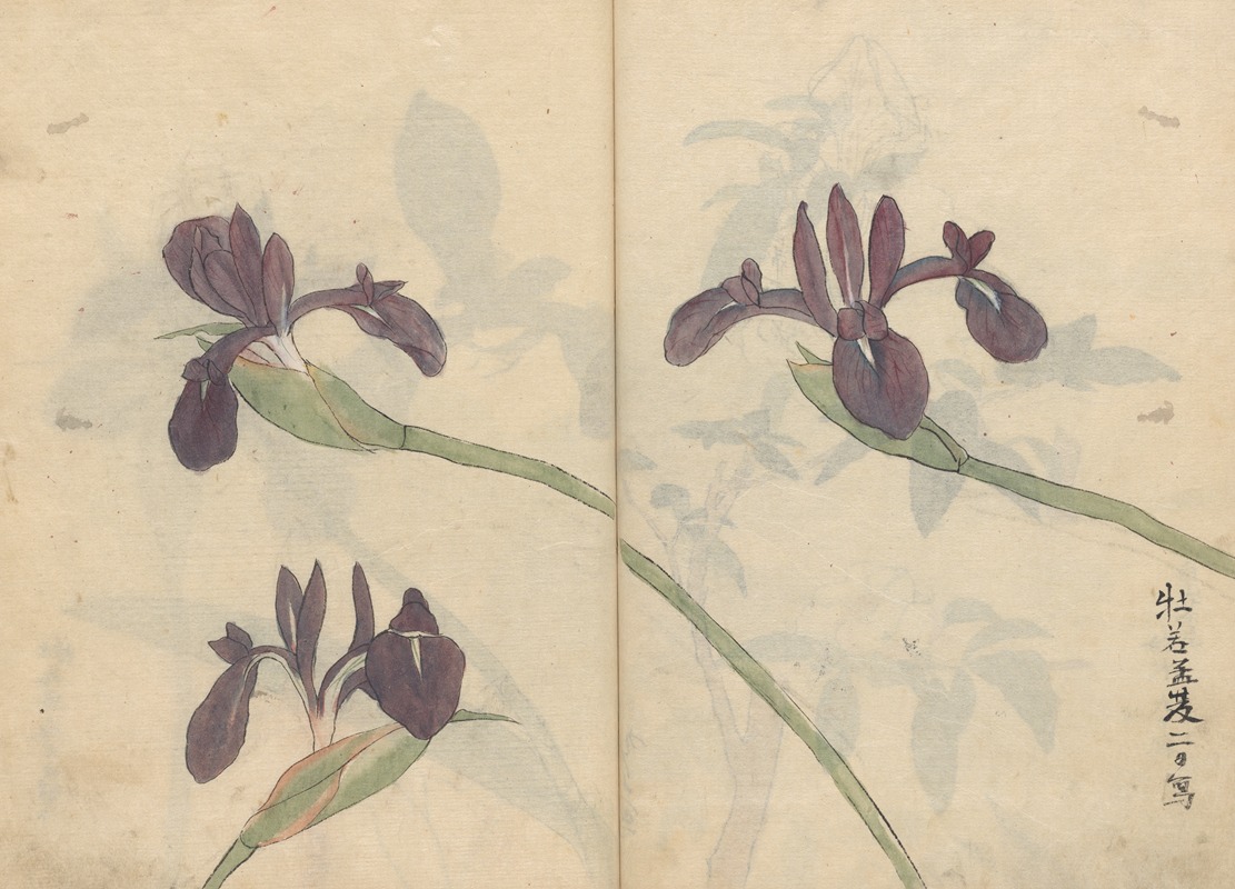 Sketchbook Pl.043 by Ariyoshi Kondo, 1826-1840 — digital art print download