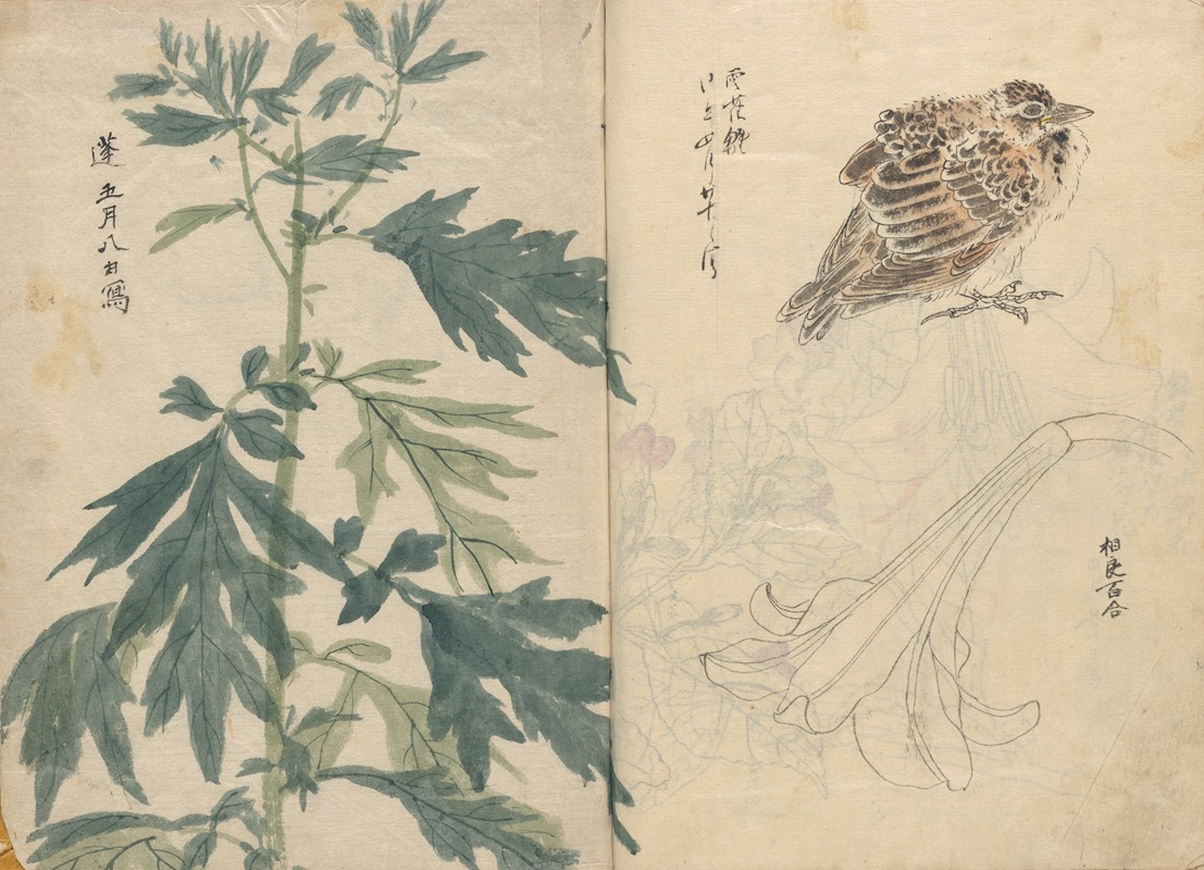 Sketchbook Pl.070 by Ariyoshi Kondo, 1826-1840 — digital art print download