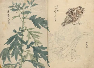 Sketchbook Pl.070 by Ariyoshi Kondo, 1826-1840 — digital art print download