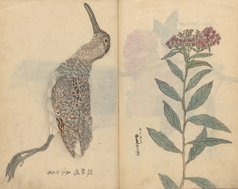 Sketchbook Pl.074 by Ariyoshi Kondo, 1826-1840 — digital art print download