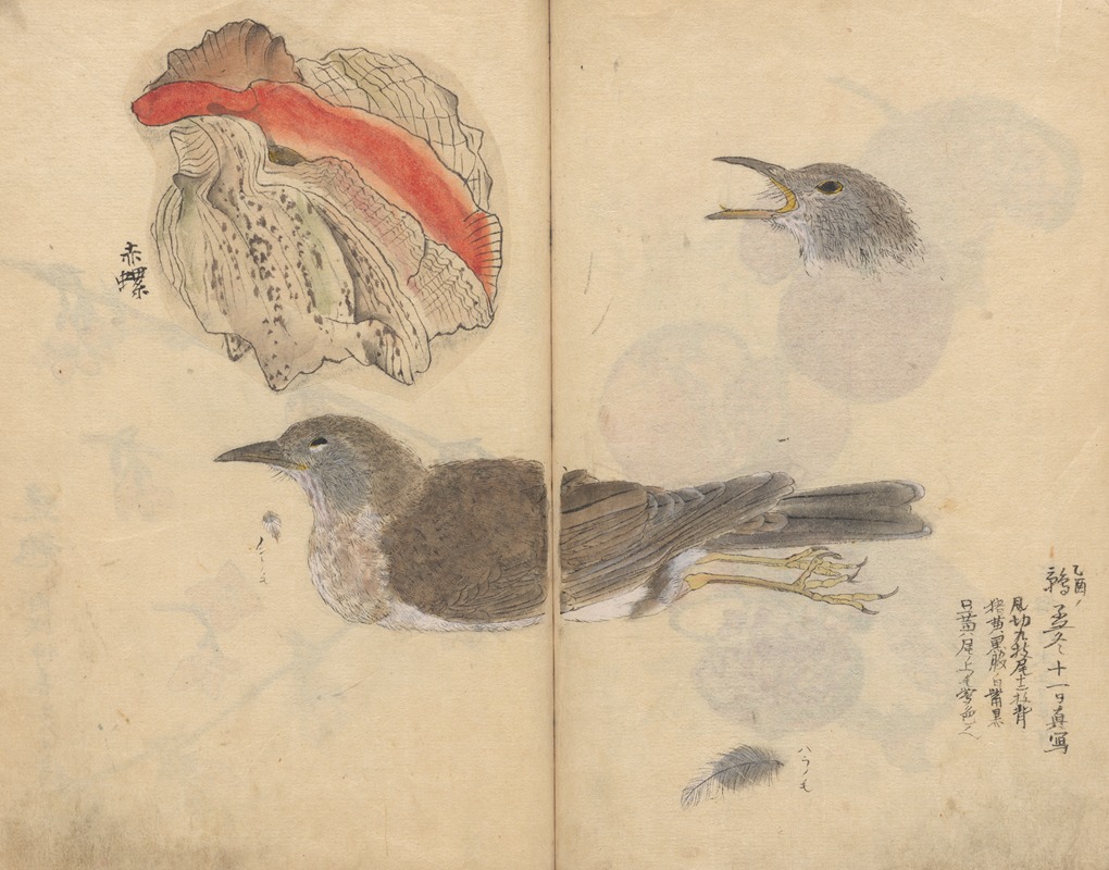 Sketchbook Pl.081 by Ariyoshi Kondo, 1826-1840 — digital art print download
