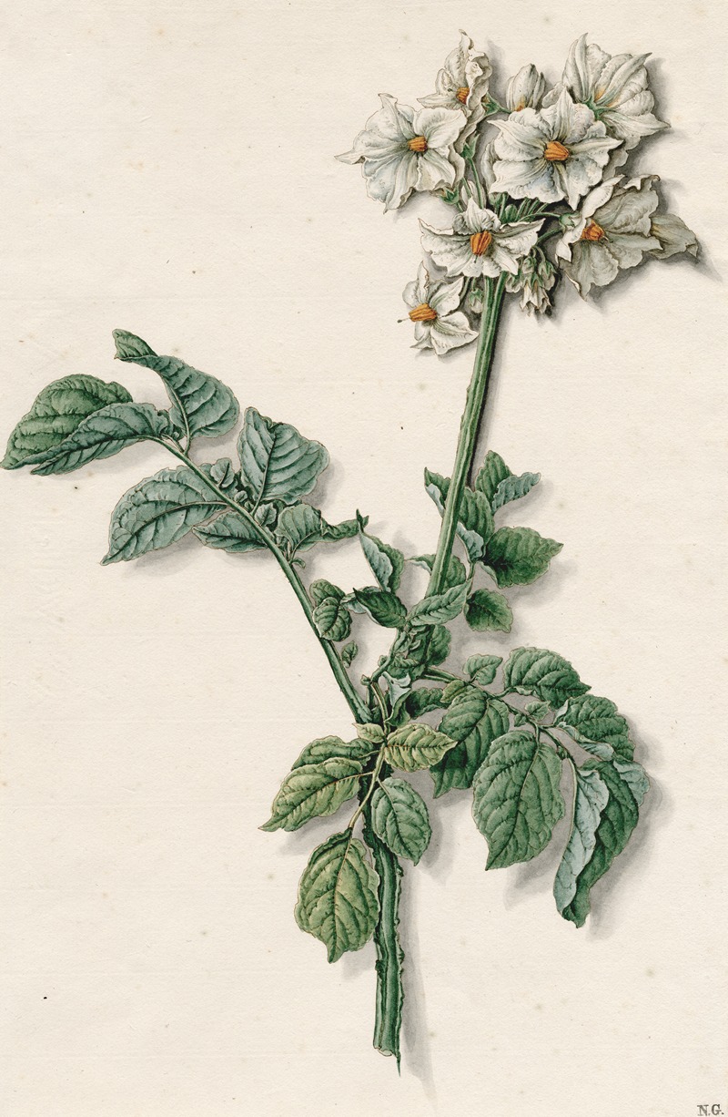 Bloeiende aardappelplant by Баренд Хендрик Тир — digital art print download