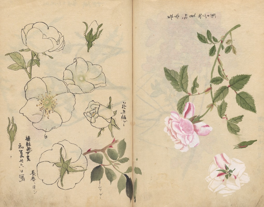 Sketchbook Pl.107 by Ariyoshi Kondo, 1826-1840 — digital art print download