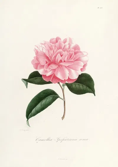 Iconographie du genre Camellia Pl.003 by Lorenzo Berlèse, 1841-1843 — digital art print download