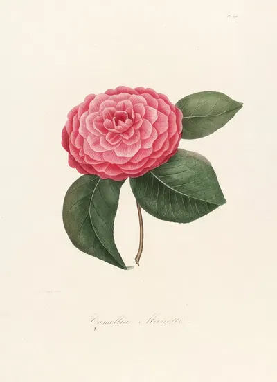 Iconographie du genre Camellia Pl.009 by Lorenzo Berlèse, 1841-1843 — digital art print download