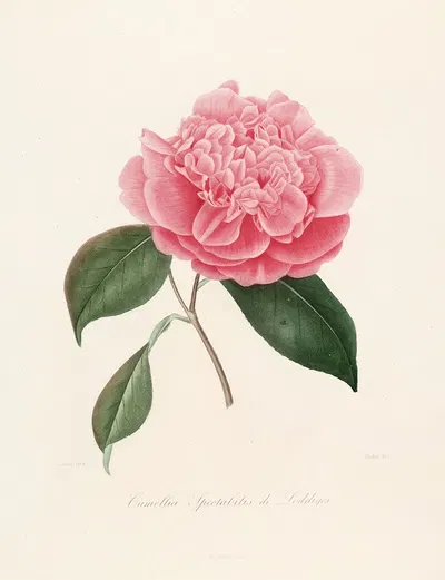 Iconographie du genre Camellia Pl.010 by Lorenzo Berlèse, 1841-1843 — digital art print download