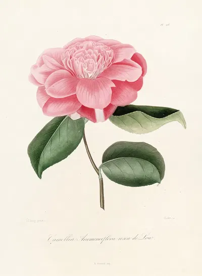 Iconographie du genre Camellia Pl.016 by Lorenzo Berlèse, 1841-1843 — digital art print download