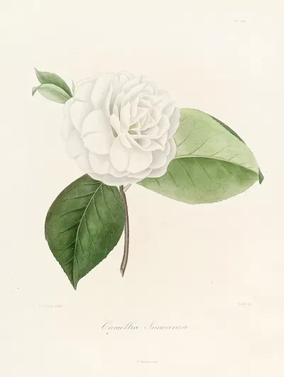 Iconographie du genre Camellia Pl.019 by Lorenzo Berlèse, 1841-1843 — digital art print download