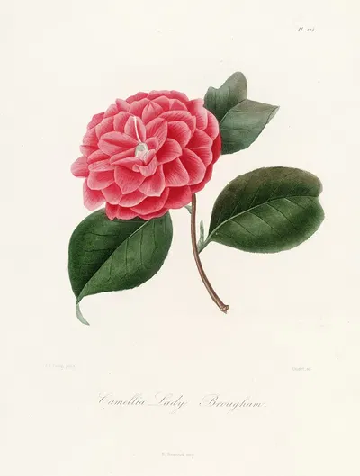 Iconographie du genre Camellia Pl.024 by Lorenzo Berlèse, 1841-1843 — digital art print download