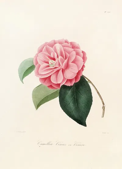 Iconographie du genre Camellia Pl.025 by Lorenzo Berlèse, 1841-1843 — digital art print download