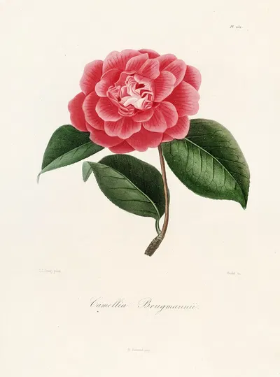 Iconographie du genre Camellia Pl.032 by Lorenzo Berlèse, 1841-1843 — digital art print download
