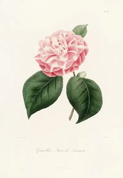 Iconographie du genre Camellia Pl.034 by Lorenzo Berlèse, 1841-1843 — digital art print download