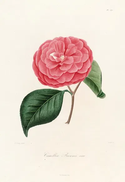 Iconographie du genre Camellia Pl.035 by Lorenzo Berlèse, 1841-1843 — digital art print download