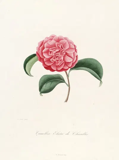 Iconographie du genre Camellia Pl.037 by Lorenzo Berlèse, 1841-1843 — digital art print download