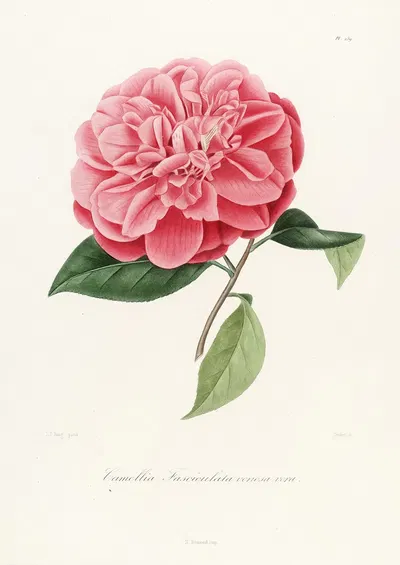 Iconographie du genre Camellia Pl.039 by Lorenzo Berlèse, 1841-1843 — digital art print download