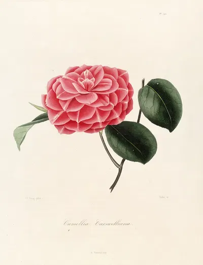 Iconographie du genre Camellia Pl.041 by Lorenzo Berlèse, 1841-1843 — digital art print download