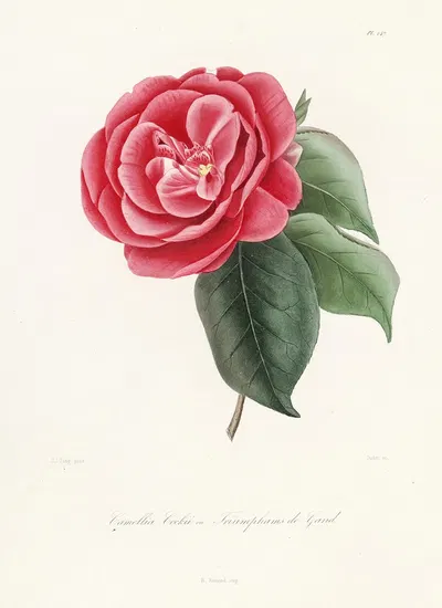 Iconographie du genre Camellia Pl.047 by Lorenzo Berlèse, 1841-1843 — digital art print download