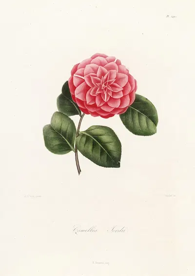 Iconographie du genre Camellia Pl.049 by Lorenzo Berlèse, 1841-1843 — digital art print download