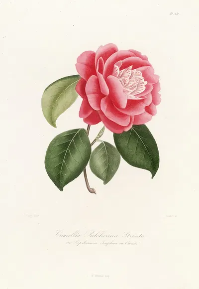 Iconographie du genre Camellia Pl.051 by Lorenzo Berlèse, 1841-1843 — digital art print download