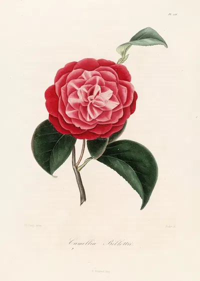 Iconographie du genre Camellia Pl.056 by Lorenzo Berlèse, 1841-1843 — digital art print download